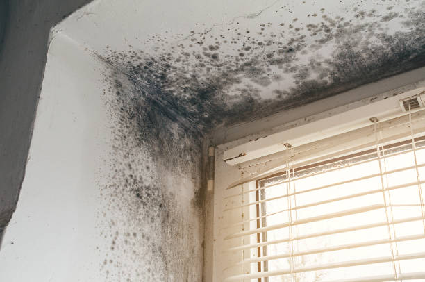 Affordable Mold Cleanup solutions in Clarksville, TX